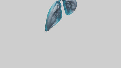 Dolphin Lungs 3D model
