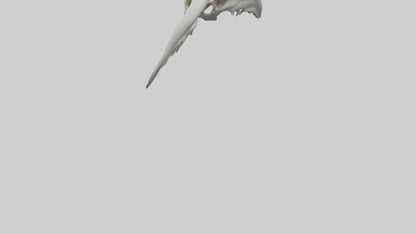 Dolphin Pelvis 3D model