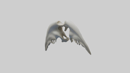 Dolphin Pelvis 3D model