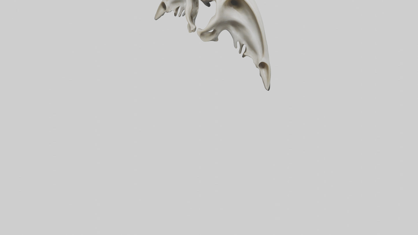 Dolphin Pelvis 3D model