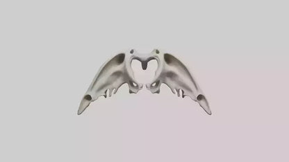 Dolphin Pelvis 3D model