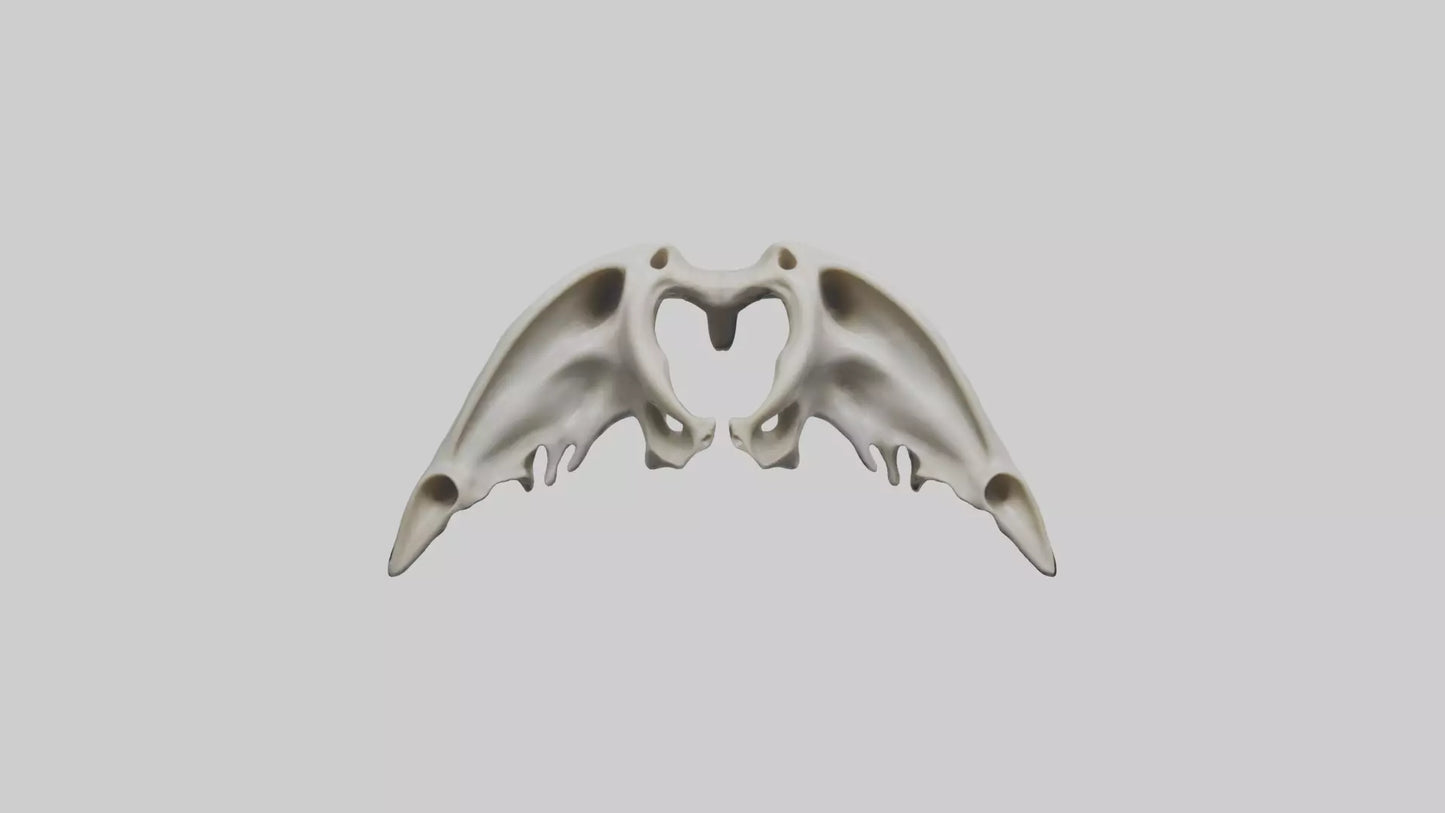 Dolphin Pelvis 3D model