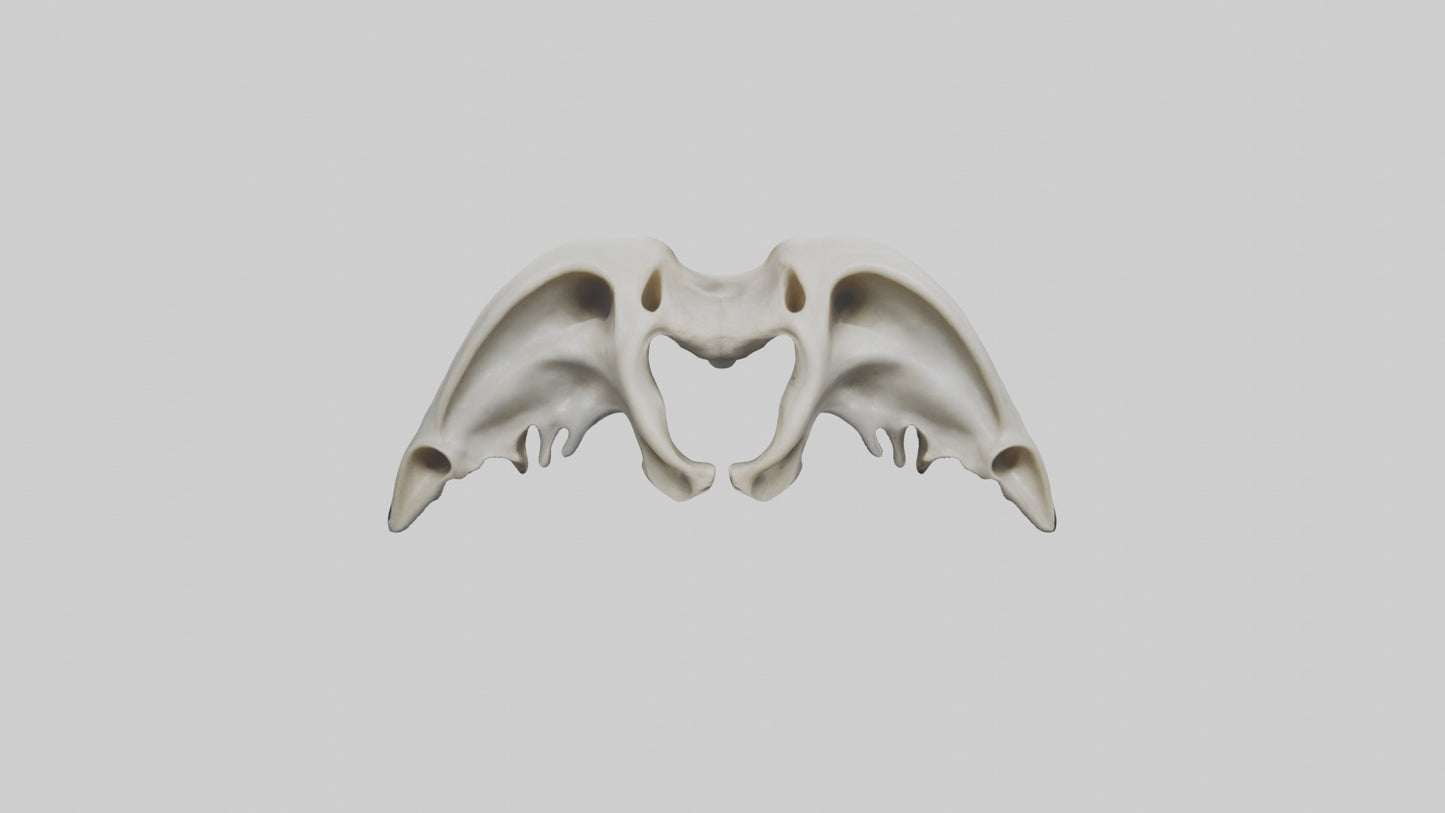 Dolphin Pelvis 3D model