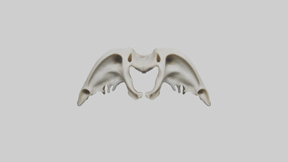 Dolphin Pelvis 3D model