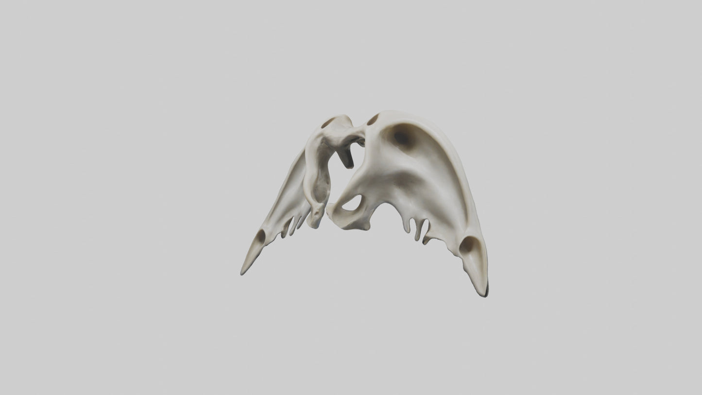 Dolphin Pelvis 3D model