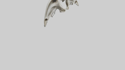 Dolphin Pelvis 3D model