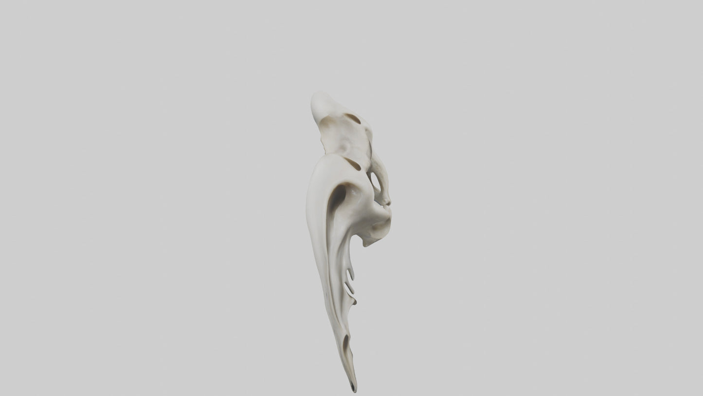 Dolphin Pelvis 3D model