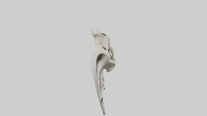Dolphin Pelvis 3D model