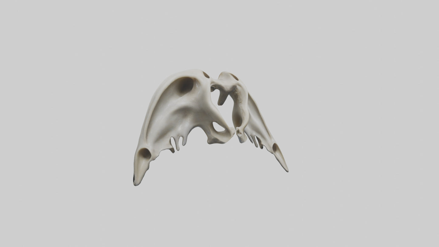Dolphin Pelvis 3D model