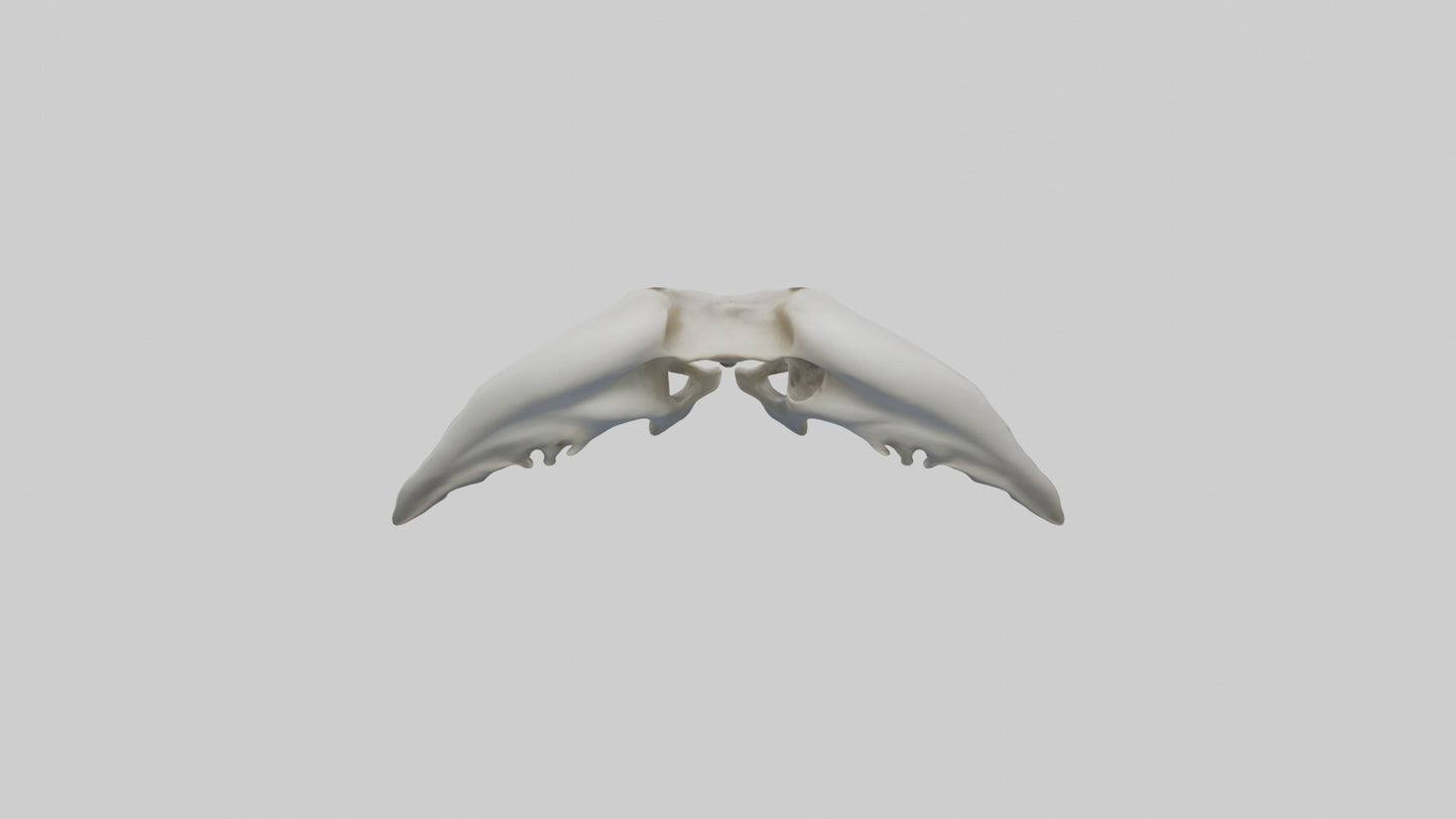 Dolphin Pelvis 3D model