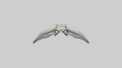 Dolphin Pelvis 3D model