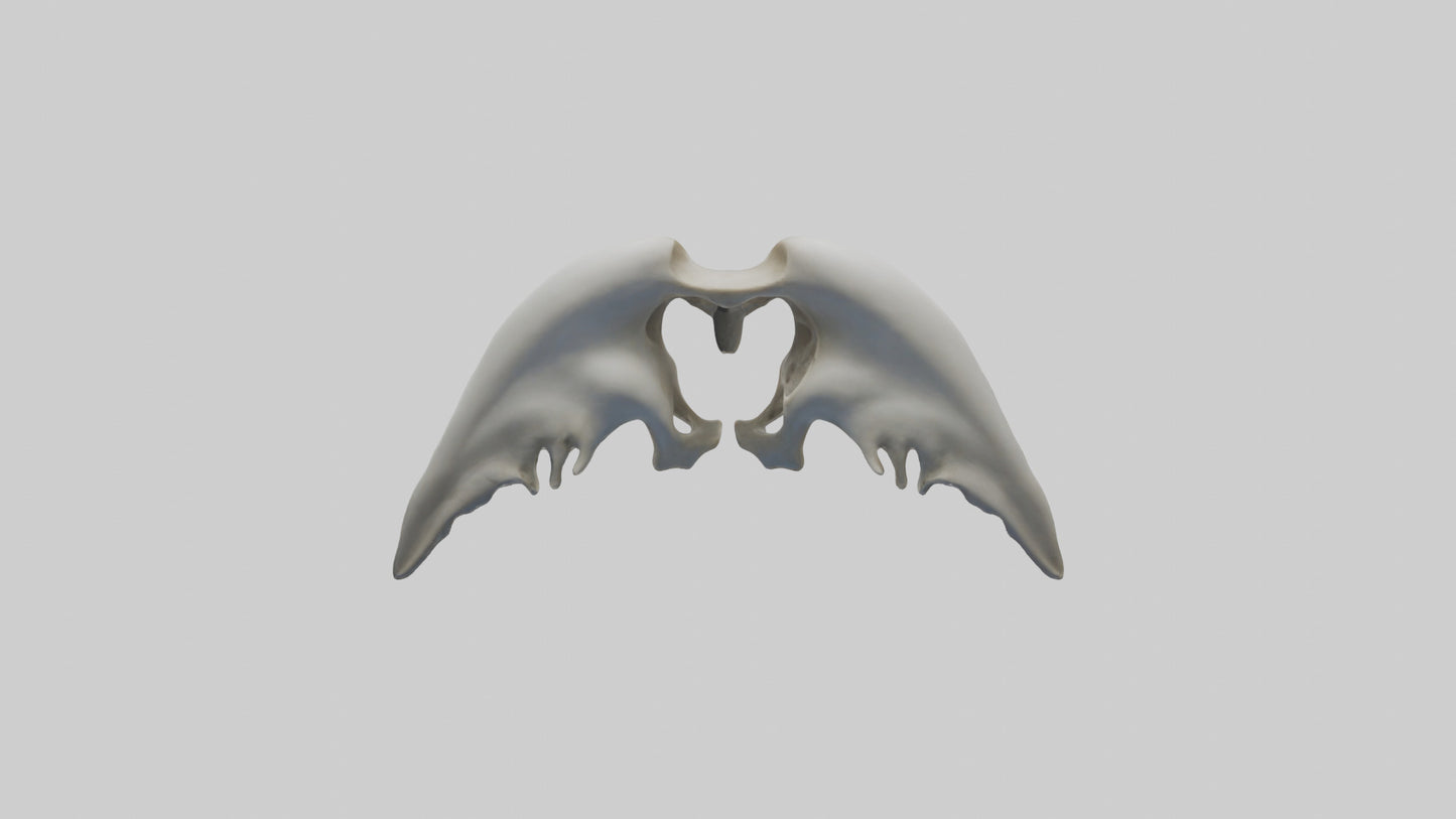 Dolphin Pelvis 3D model