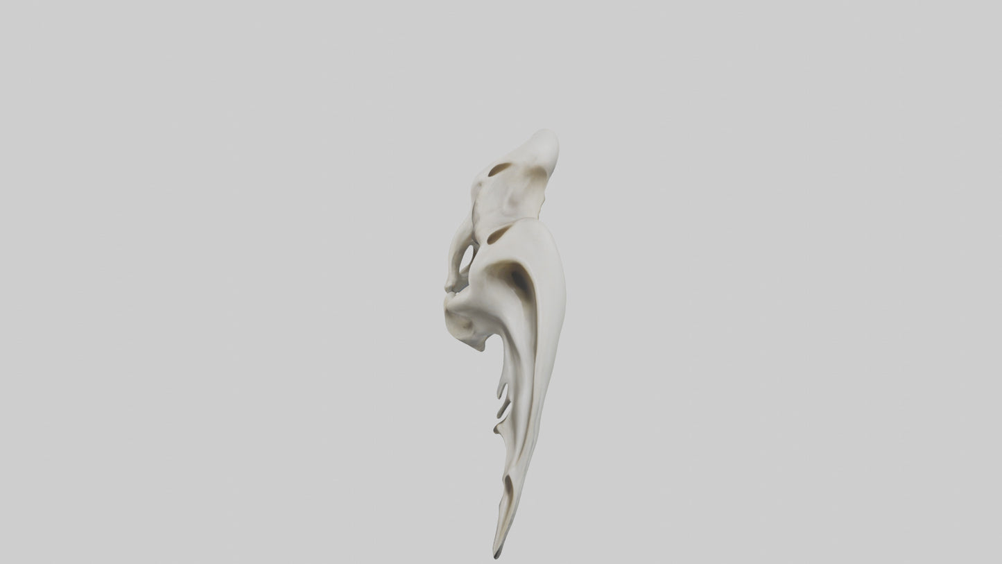 Dolphin Pelvis 3D model