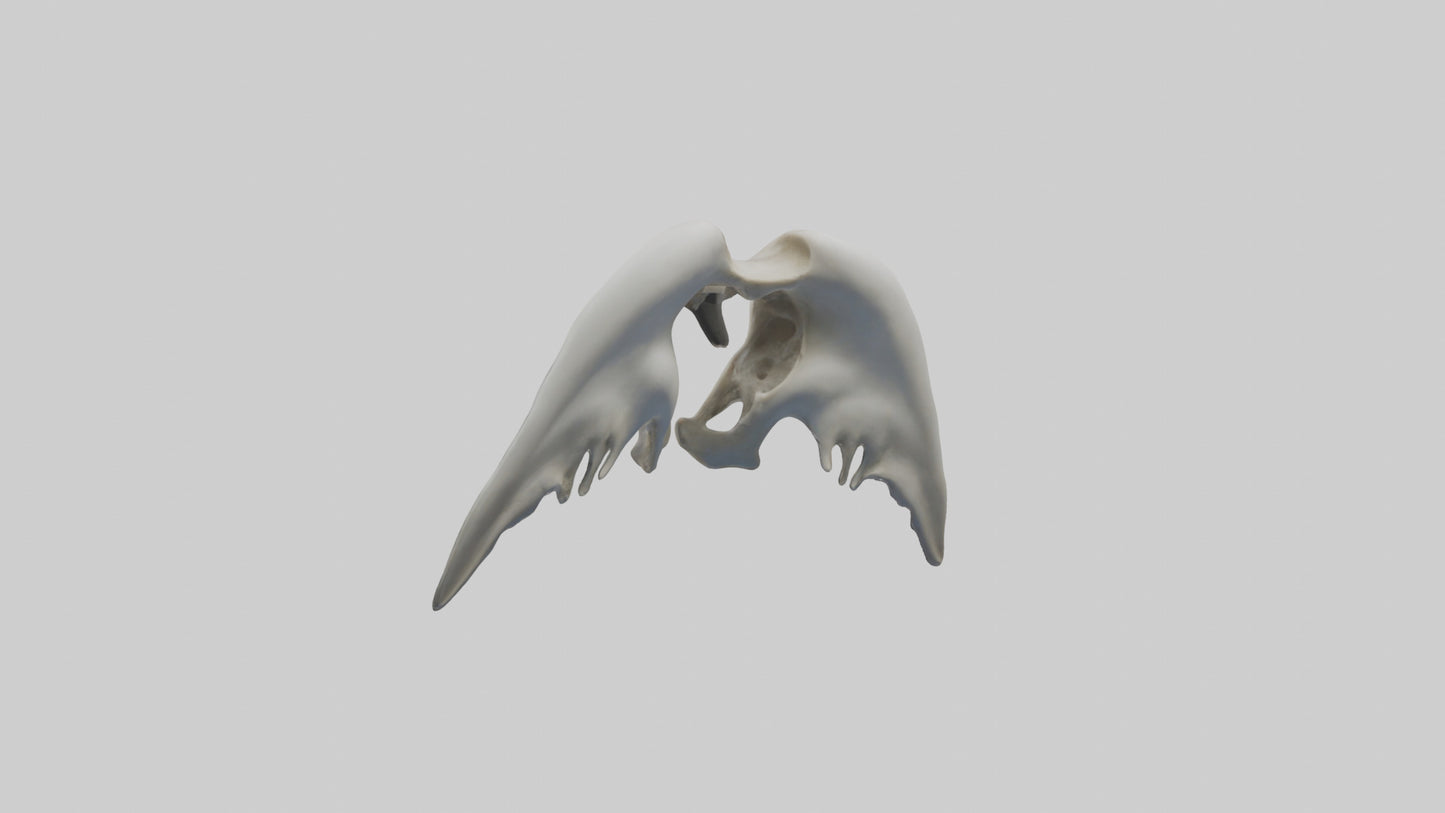 Dolphin Pelvis 3D model