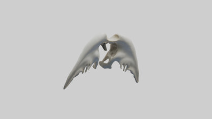 Dolphin Pelvis 3D model