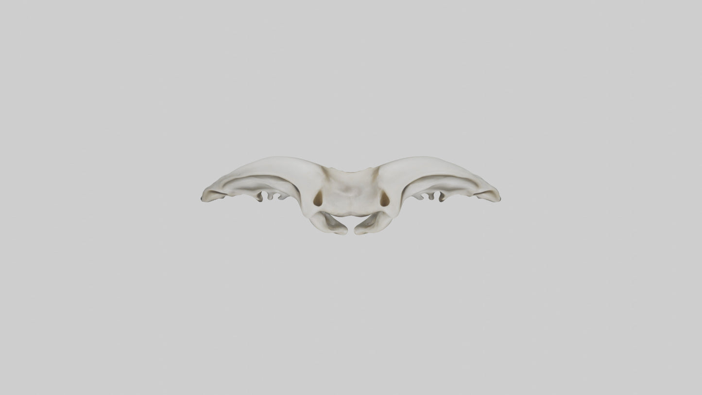 Dolphin Pelvis 3D model
