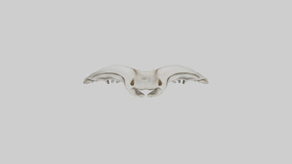 Dolphin Pelvis 3D model