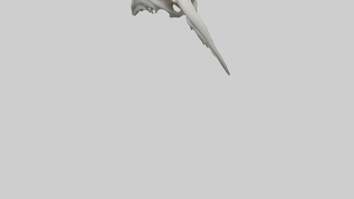 Dolphin Pelvis 3D model