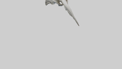 Dolphin Pelvis 3D model
