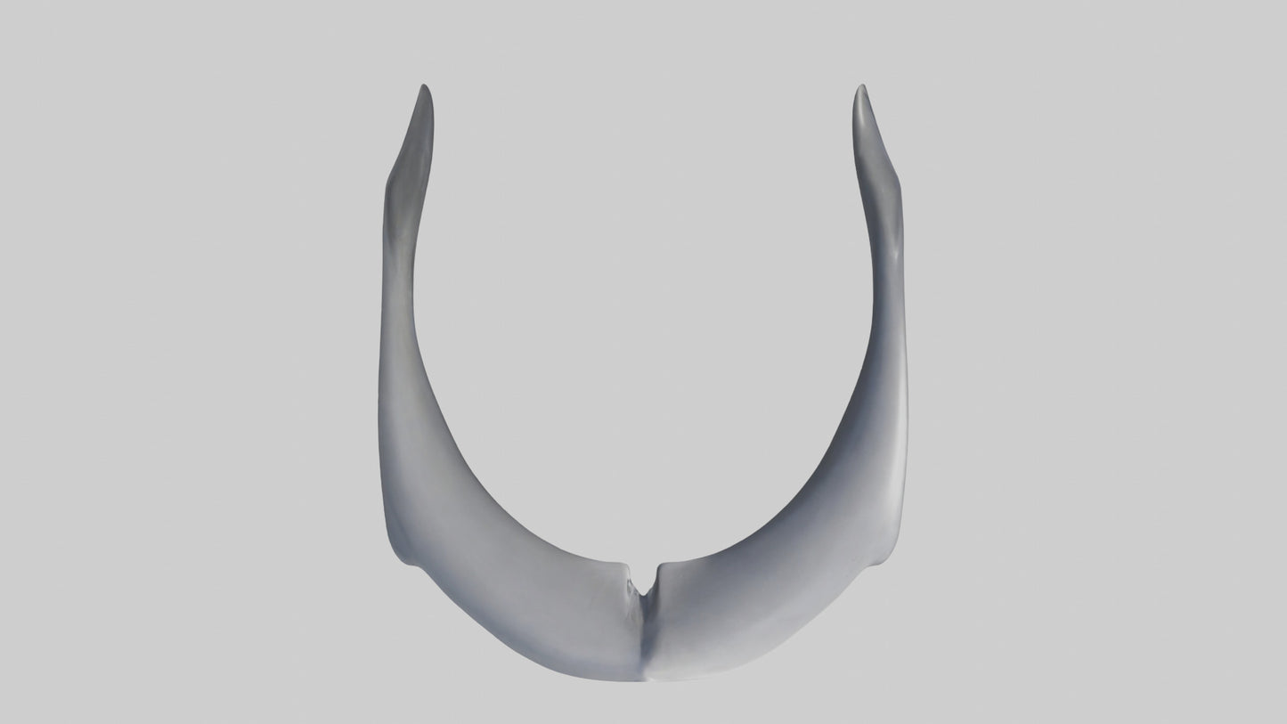 Dolphin Rib 3D model