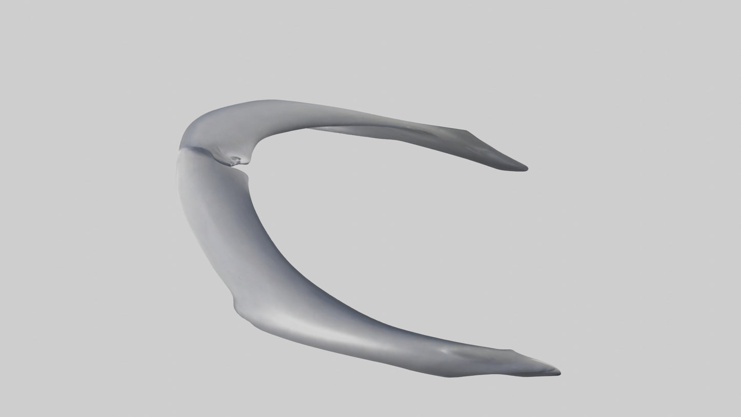 Dolphin Rib 3D model
