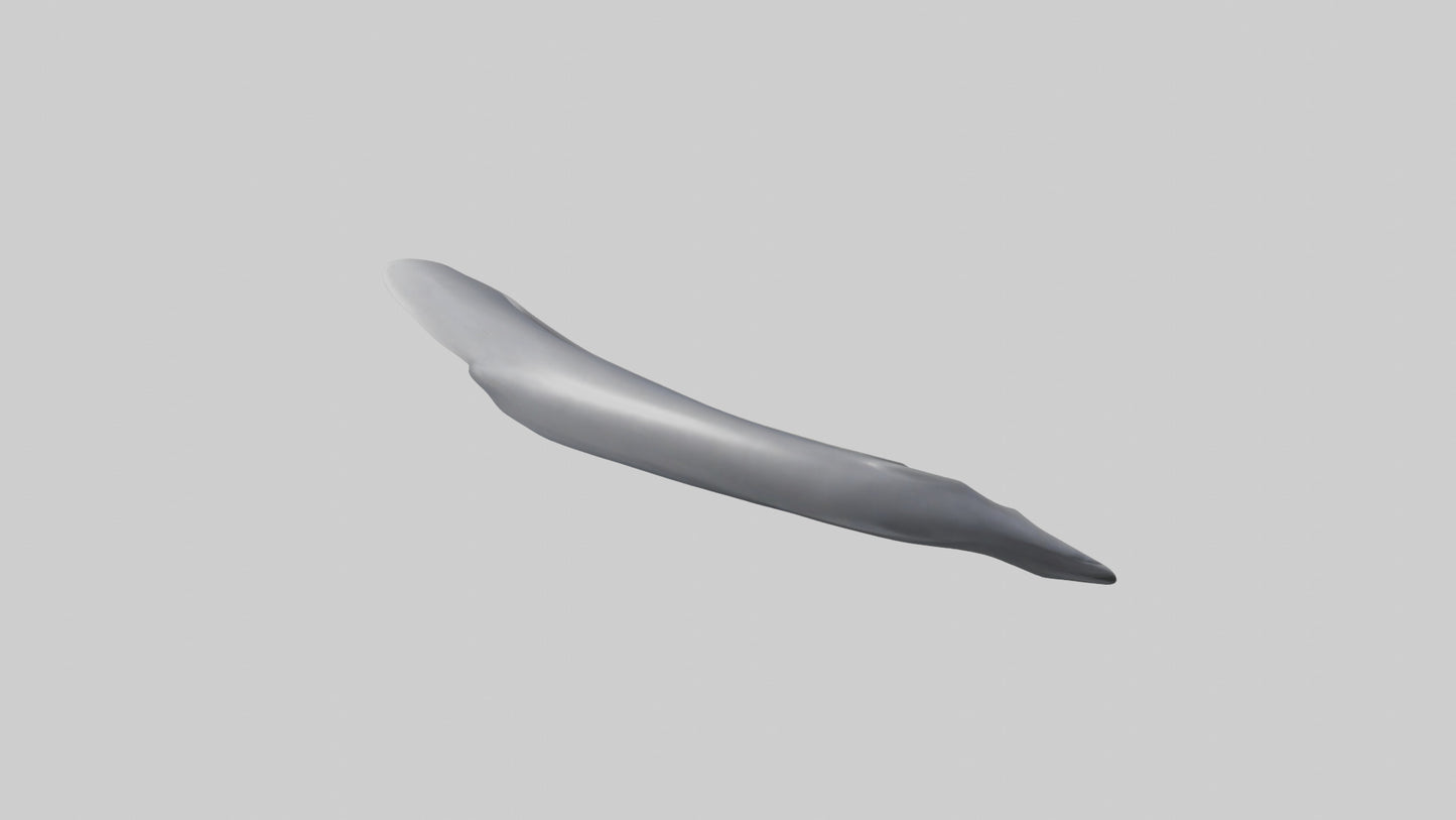 Dolphin Rib 3D model