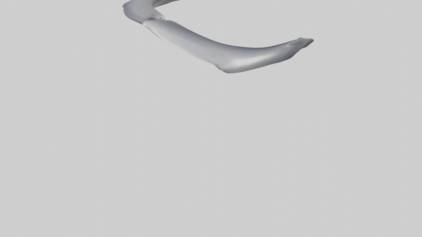 Dolphin Rib 3D model
