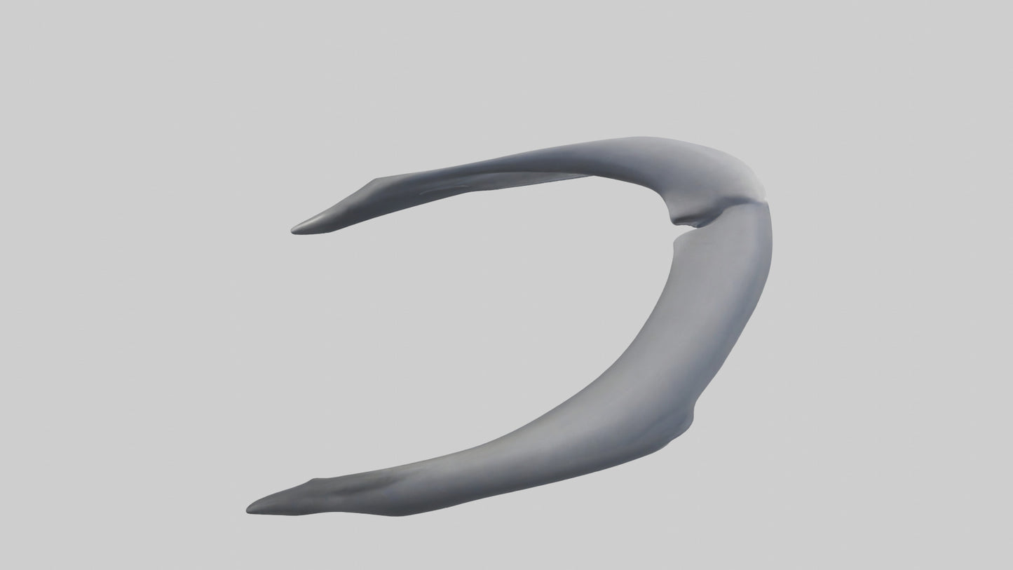 Dolphin Rib 3D model