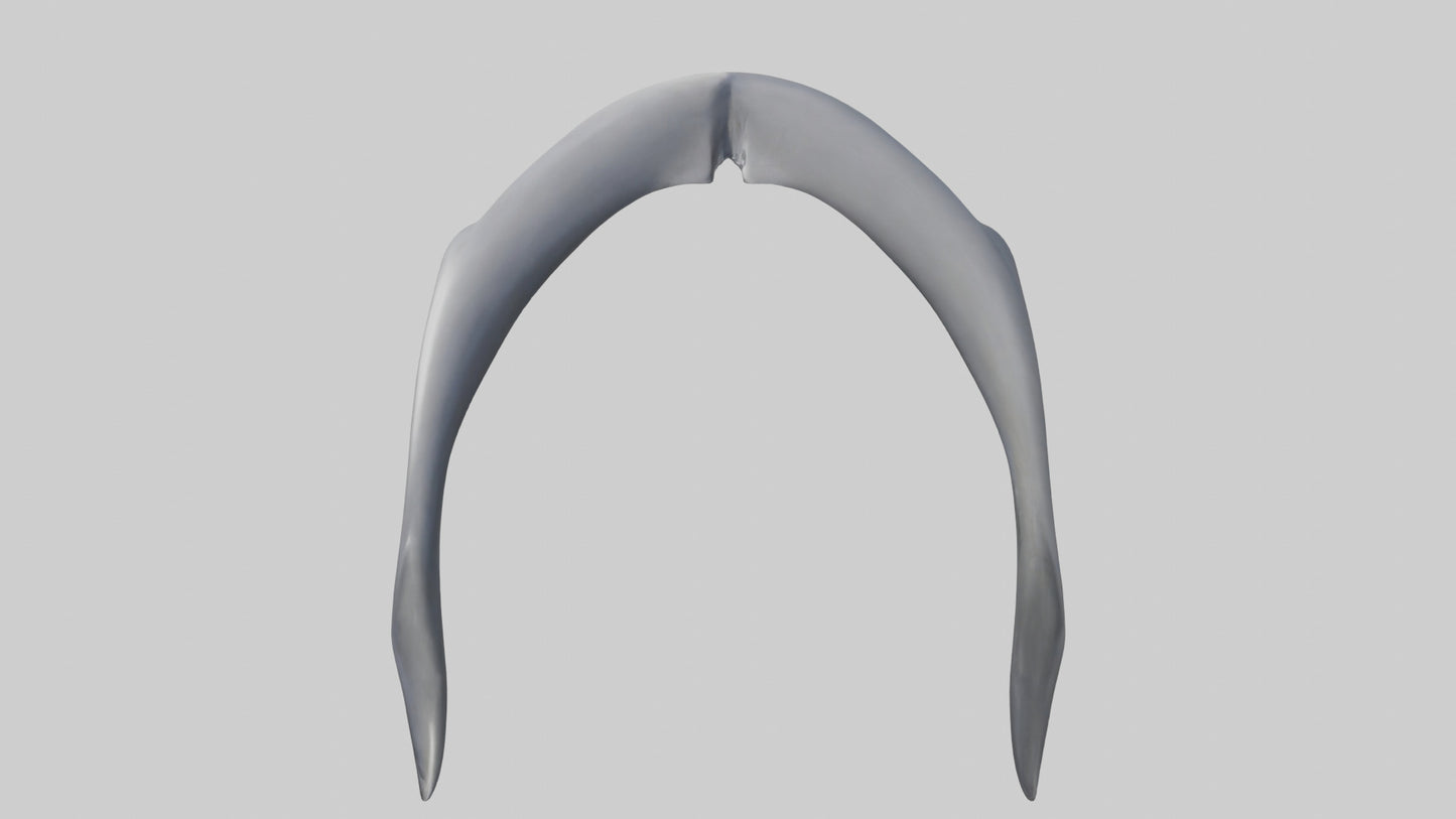 Dolphin Rib 3D model