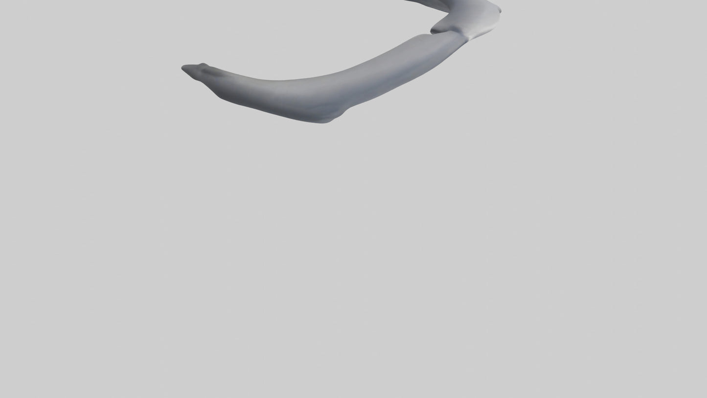 Dolphin Rib 3D model