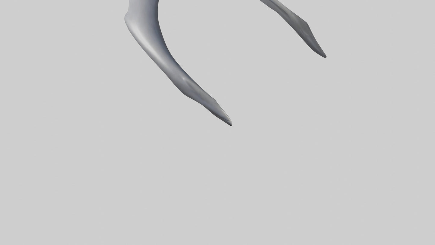 Dolphin Rib 3D model