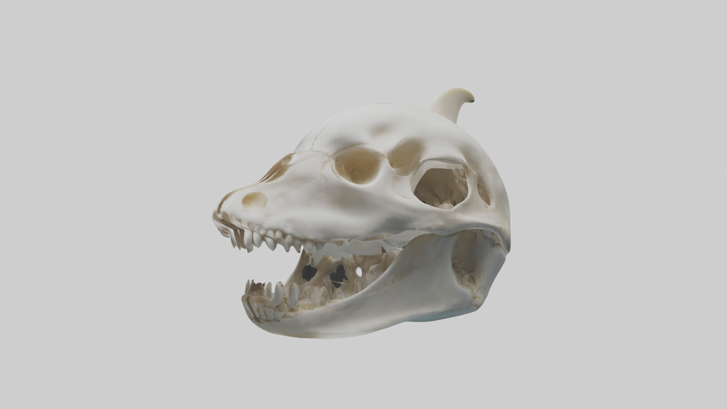 Dolphin Skull 3D model