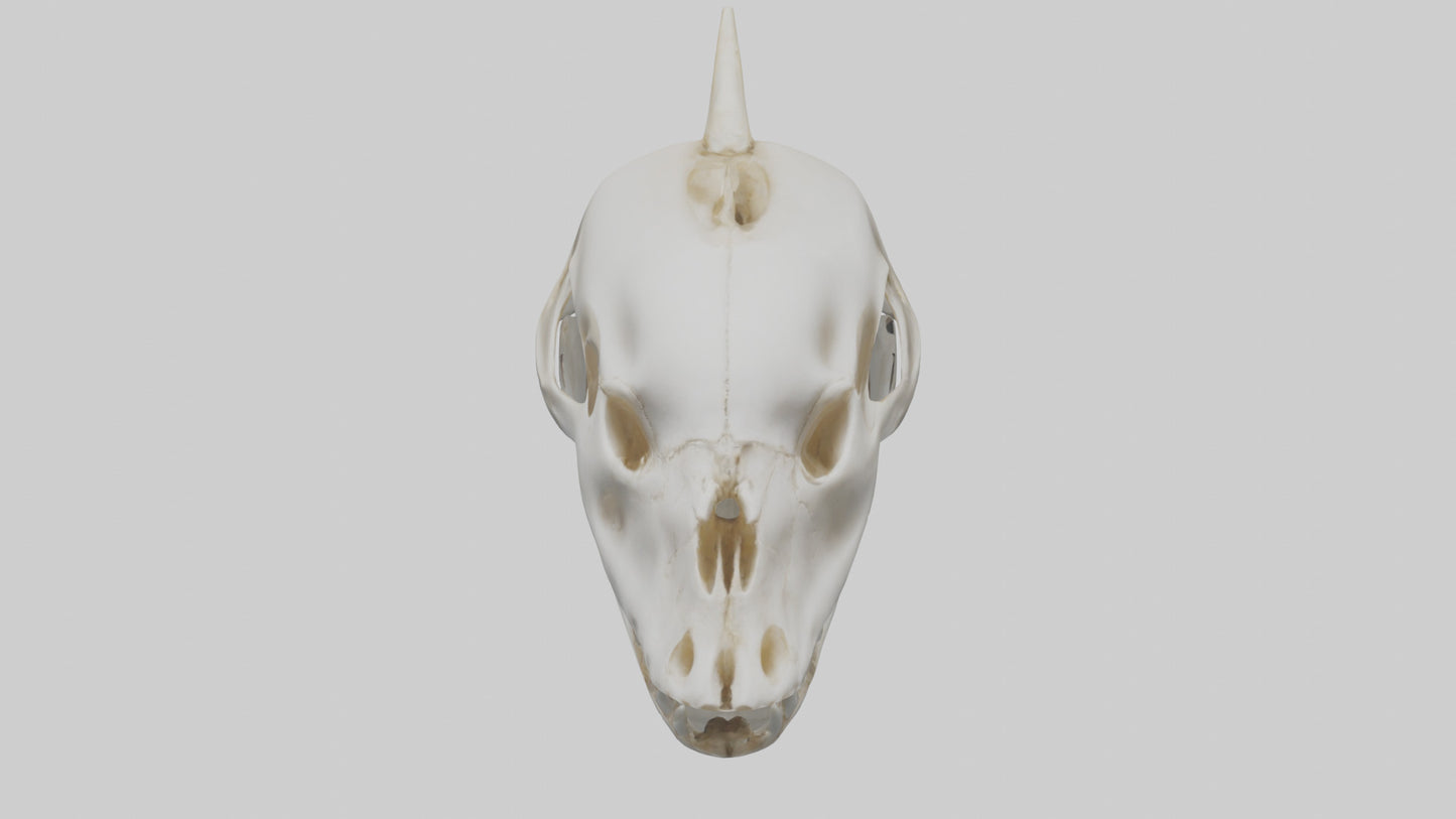 Dolphin Skull 3D model