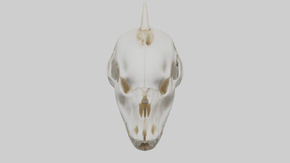 Dolphin Skull 3D model