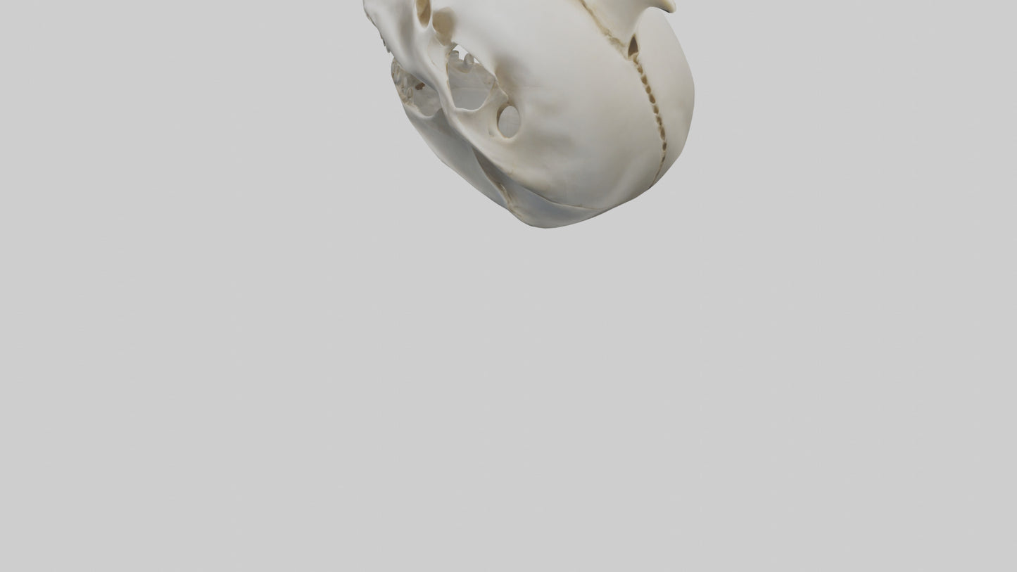 Dolphin Skull 3D model