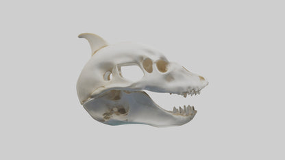 Dolphin Skull 3D model
