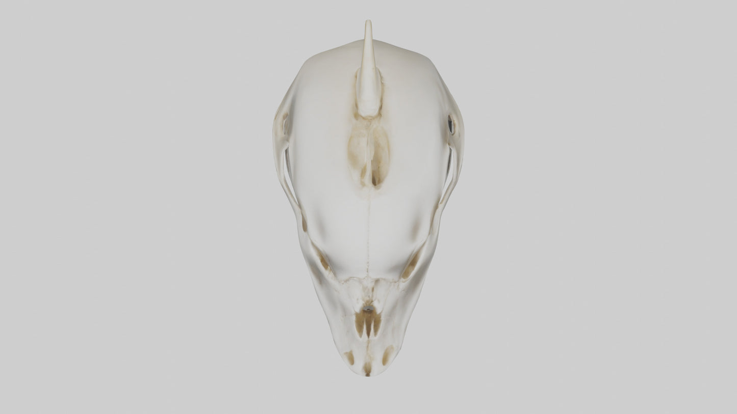 Dolphin Skull 3D model