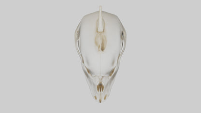 Dolphin Skull 3D model