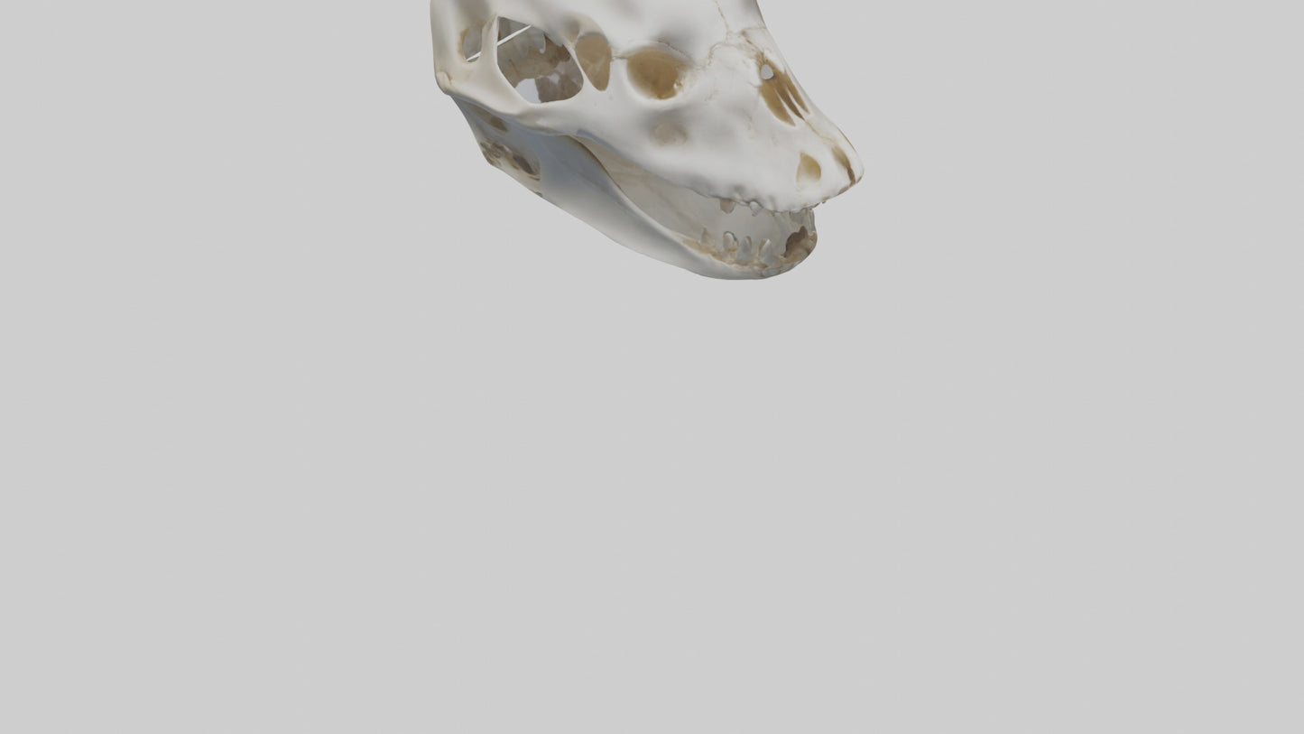 Dolphin Skull 3D model