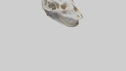 Dolphin Skull 3D model