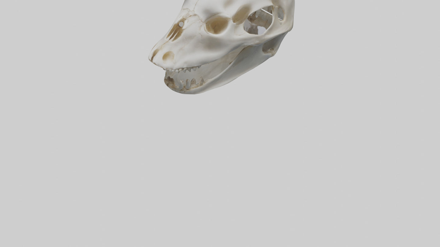 Dolphin Skull 3D model
