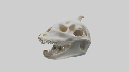 Dolphin Skull 3D model