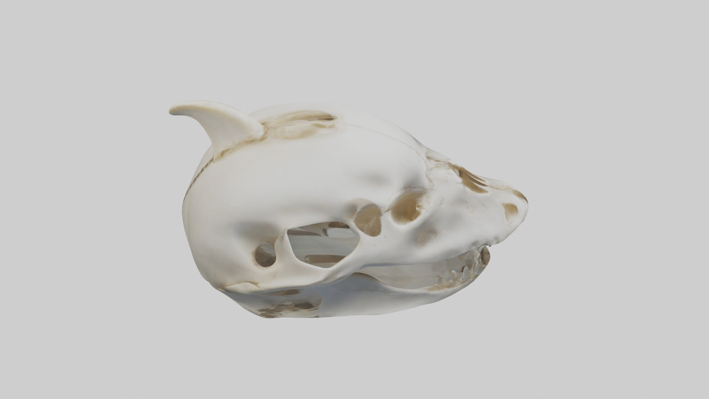 Dolphin Skull 3D model