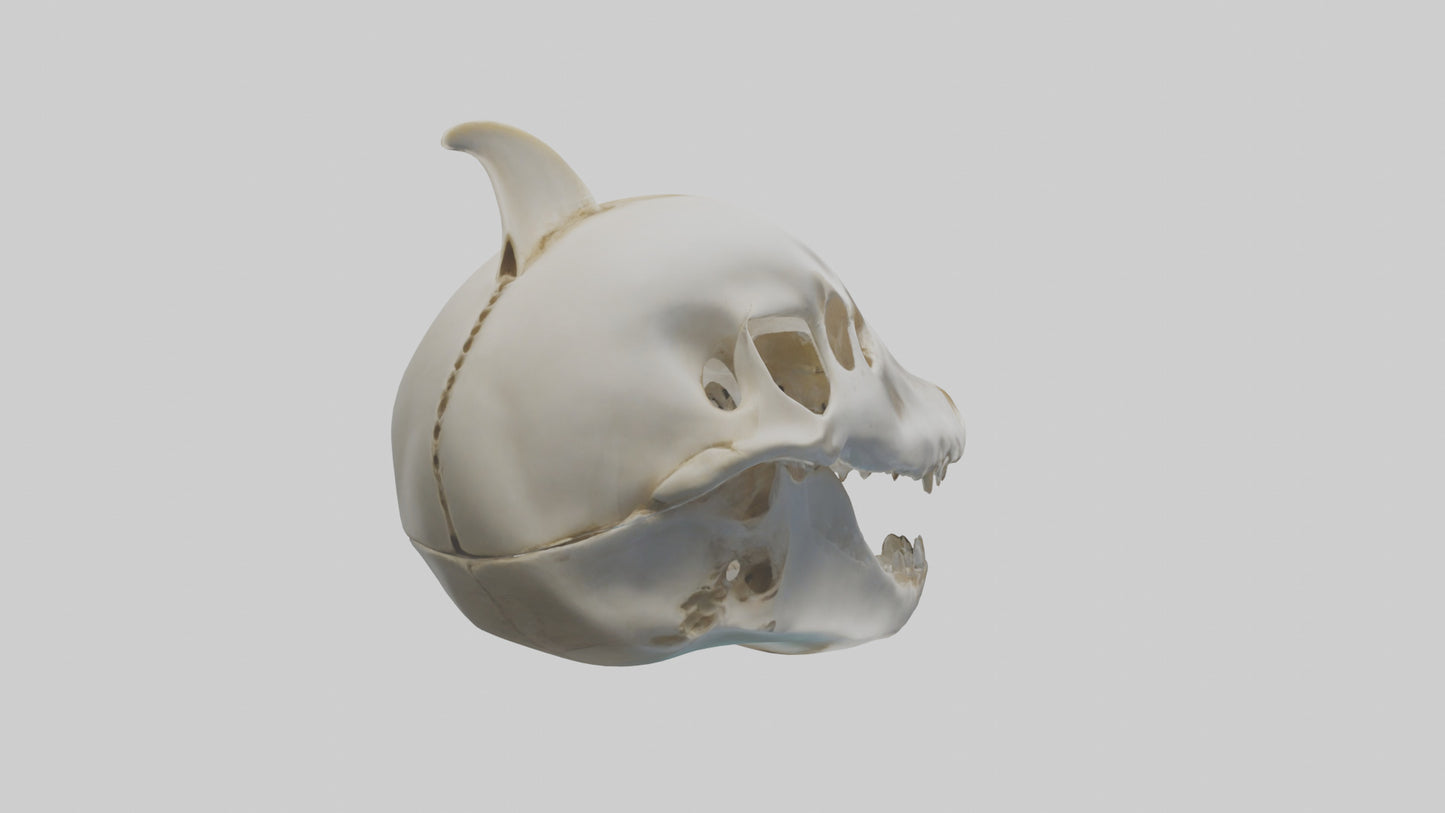 Dolphin Skull 3D model
