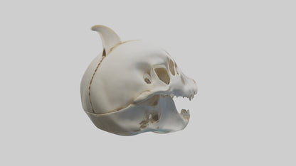 Dolphin Skull 3D model