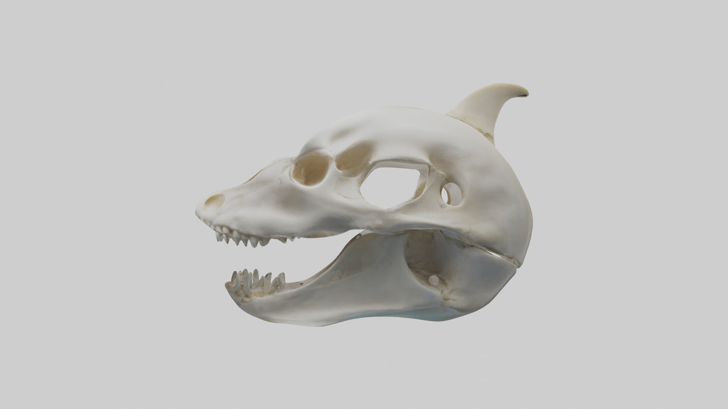 Dolphin Skull 3D model