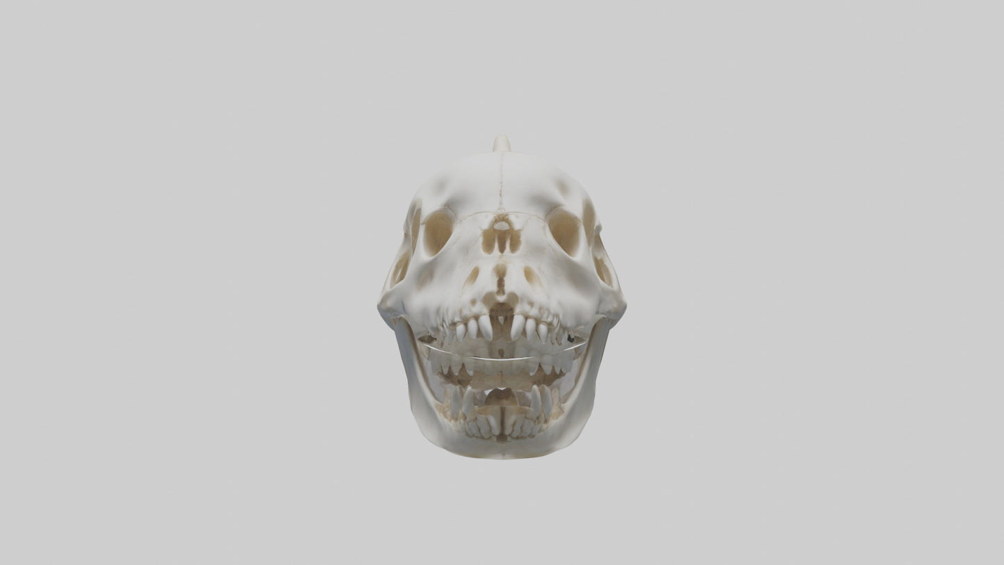 Dolphin Skull 3D model