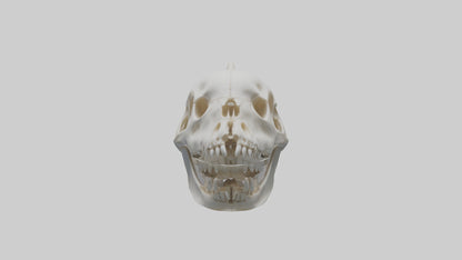 Dolphin Skull 3D model