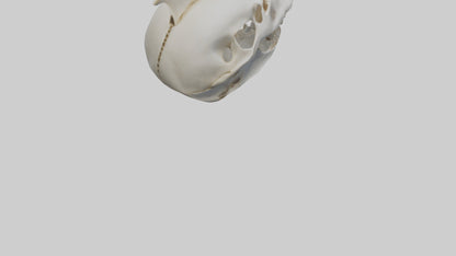Dolphin Skull 3D model