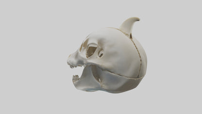 Dolphin Skull 3D model